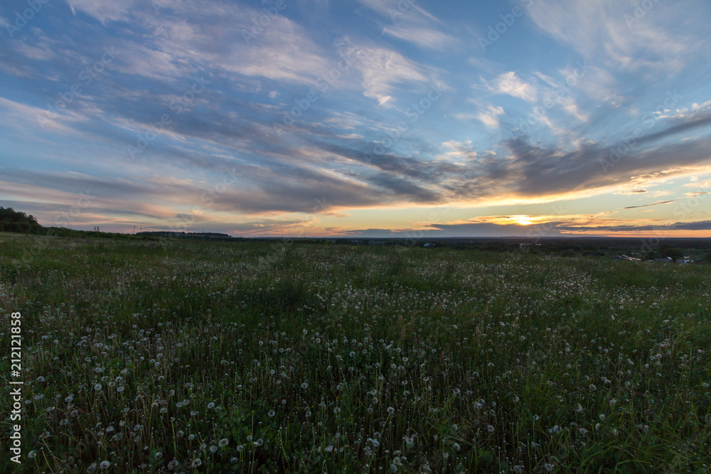 beautiful dandelion field at sunset