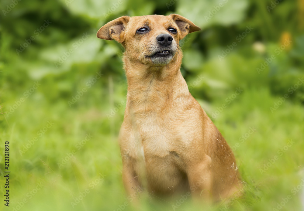 The old little dog sits in a garden and looks afar