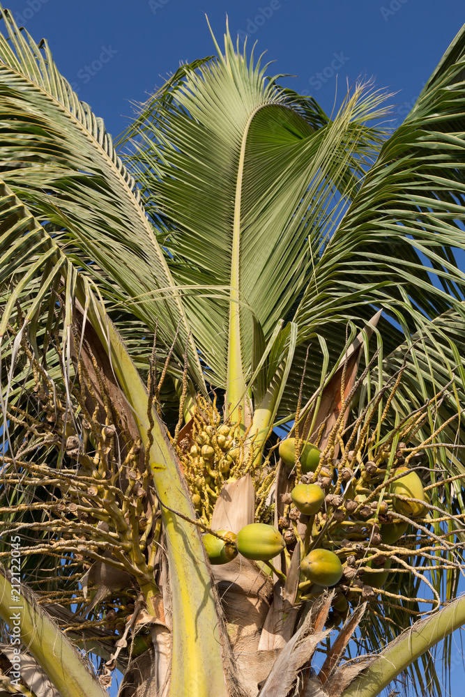 Obraz premium Coconut Tree, Sistan and Baluchistan, Iran