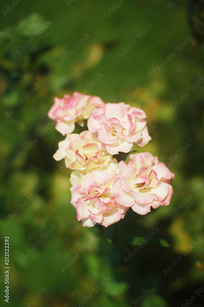 roses roses