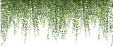 climbing wall of ivy. vector illustration on white background. banner and web background. 