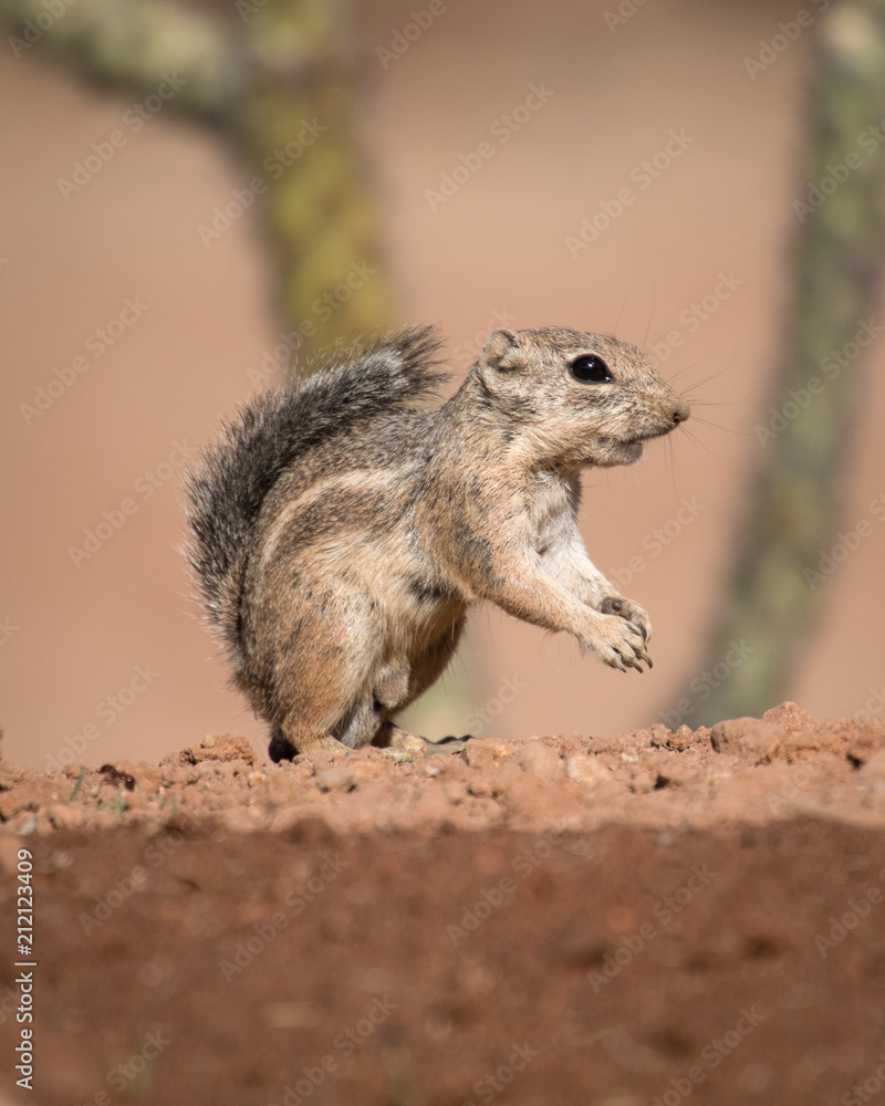 Harris's Antelope Squirrel Harris's Antelope Squirrel
