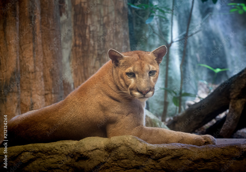 Mountain lion, puma, Cougar. Stock Photo | Adobe Stock