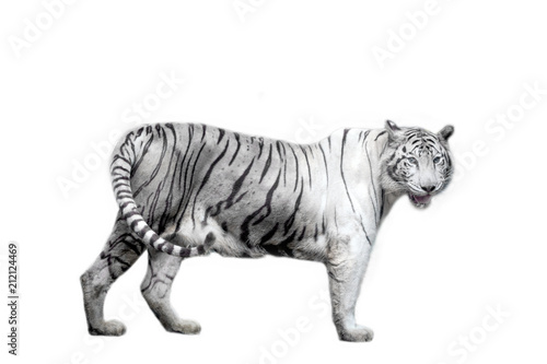 White tiger on white background.