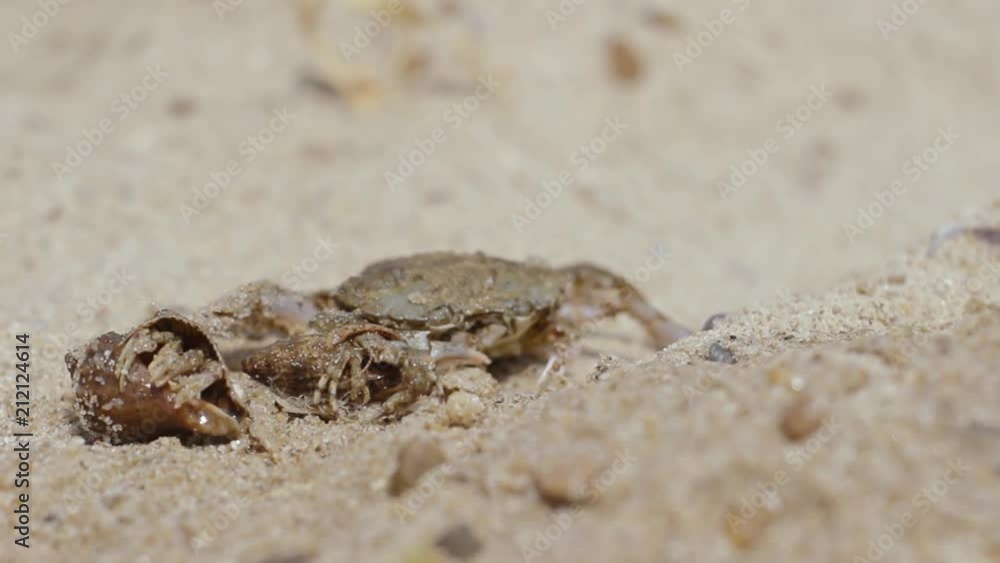Shellfishes explores its surroundings on a sandy beach in front of crab. Travel on the beach Shellfishes explores its surroundings on a sandy beach in front of crab. Travel on the beach