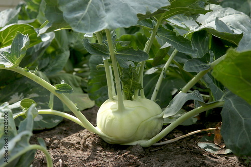 Kohlrabi cabbage growing in garden. Kohlrabi or turnip cabbage in vegetable bed. photo
