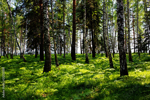 Fototapeta Naklejka Na Ścianę i Meble -  Russian forest