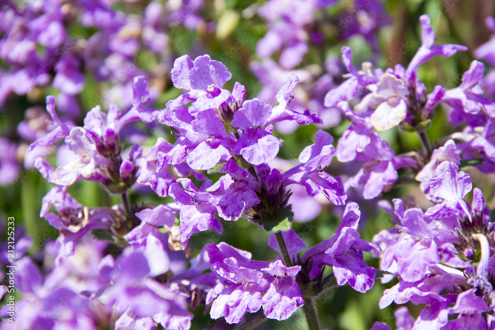 Purple flowers Bouquet Rural background in the garden Purple flowers Bouquet Rural background in the garden