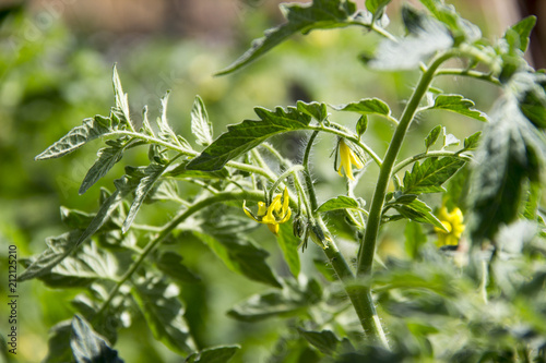 tomato blossoms.macro photography