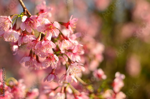 Florar das cerejeiras  photo