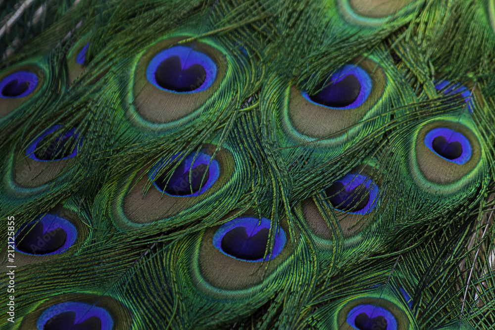 Obraz premium Detalle del plumaje de un Pavo Real