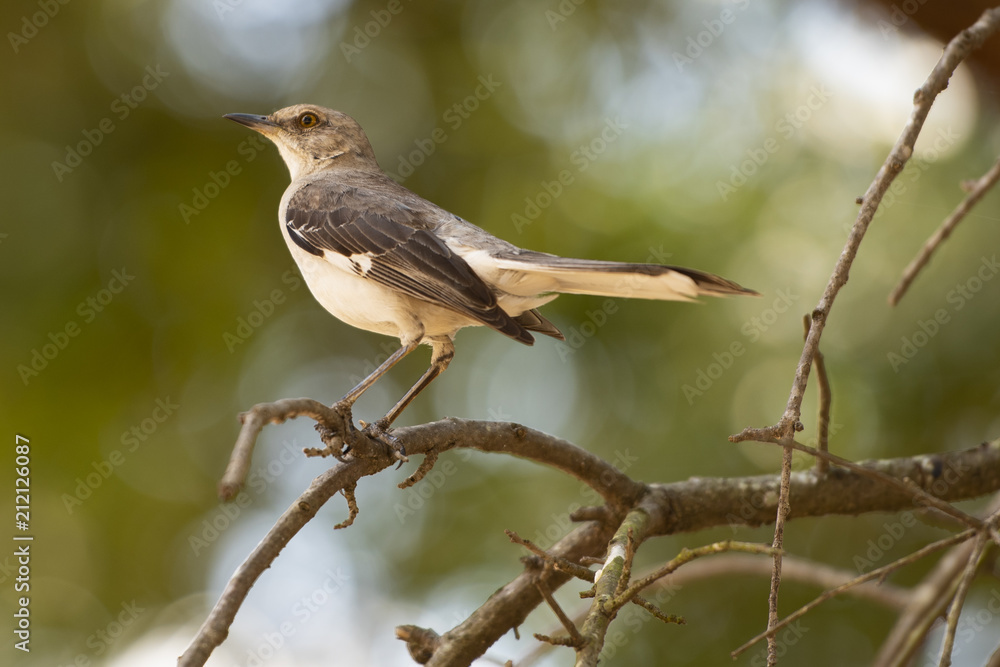 Obraz premium mocking bird
