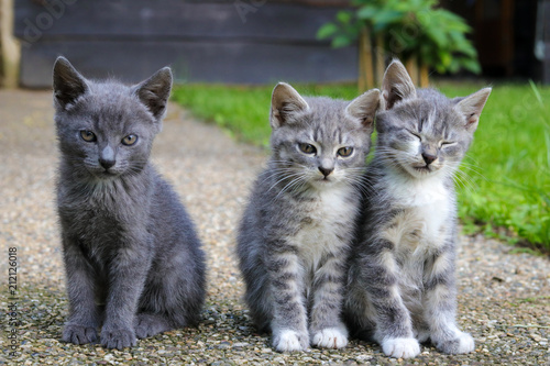 Fototapeta Naklejka Na Ścianę i Meble -  Three grey cute kittens