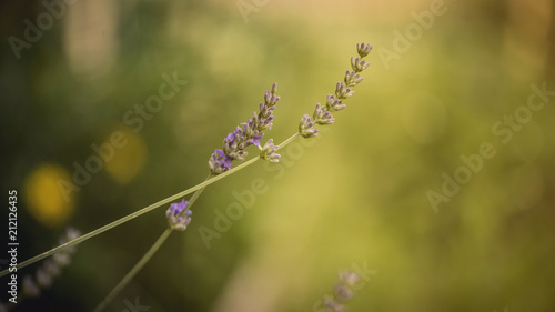 Wallpaper Mural Macro sul fiore di lavanda in fiore viola in giardino alla luce del tramonto Torontodigital.ca