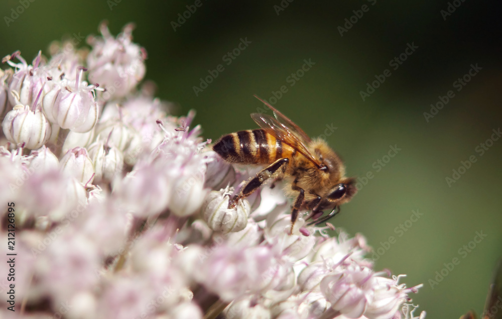 A bee collects the nectar close-up