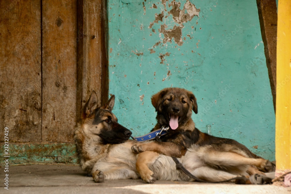 Chiens Chiens