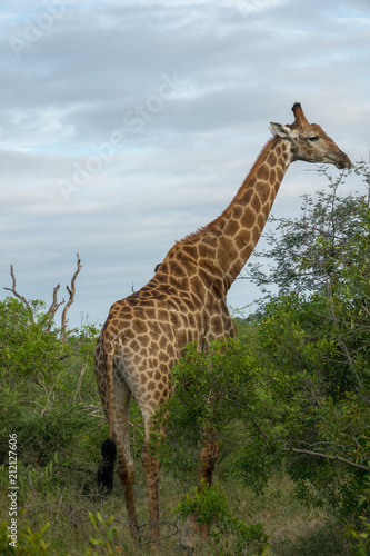 Giraffe  S  dafrika  Afrika