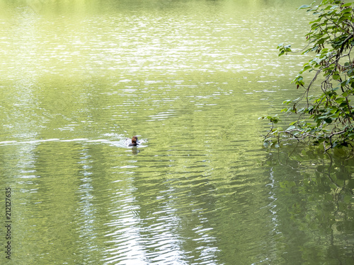 Duck sails on the river in the park of the arboretum in Sochi