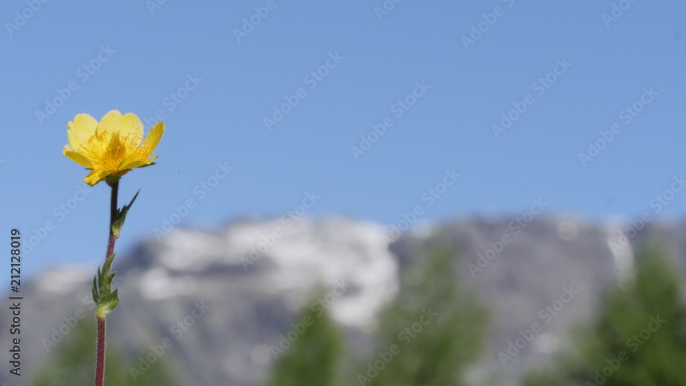 Obraz premium Yellow flower in the mountain