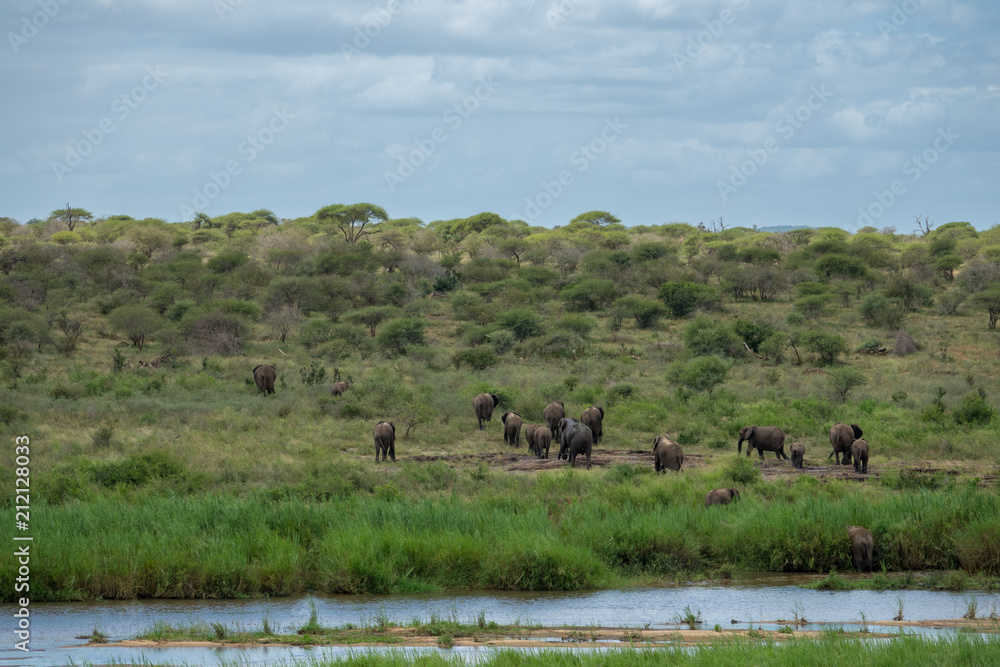 Elefanten, Südafrika, Afrika