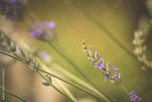 Wallpaper Mural Macro sul fiore di lavanda in fiore viola in giardino alla luce del tramonto Torontodigital.ca