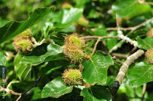 close up of a beech tree with female flowers