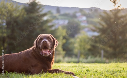 LABRADOR QUI JOUE DANS LE JARDIN photo