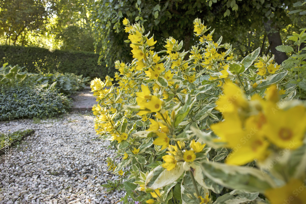 Fototapeta premium Spotted loosestrife (Lysimachia punctata)