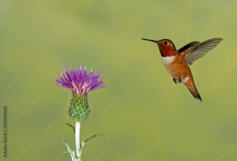 Fototapeta premium Rufous Hummingbird - male