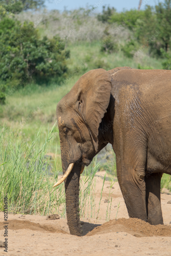 Obraz premium Elefant, Südafrika, Afrika