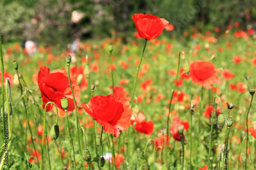 poppy, field, red, flower © Gostns