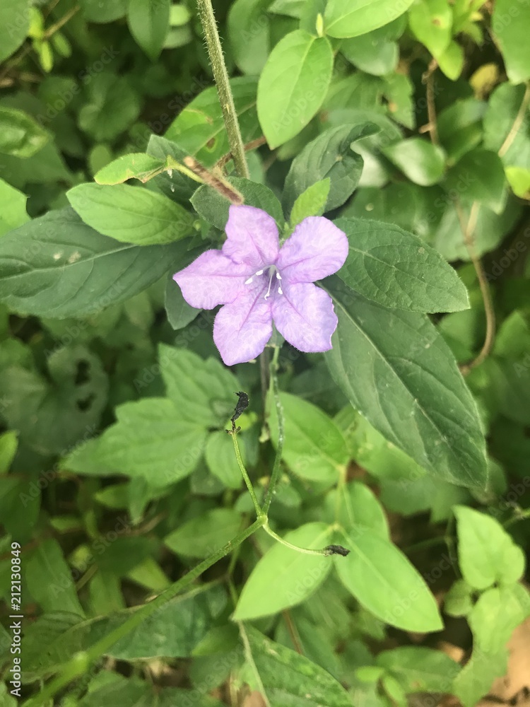 A delicate tiny purple flower A delicate tiny purple flower