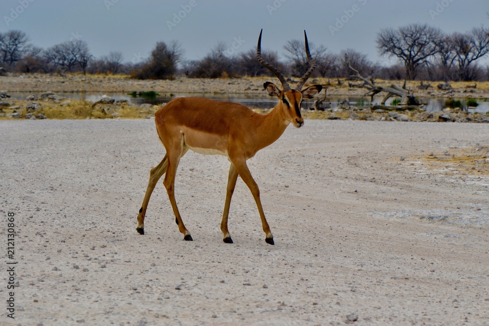 Sorte d'antilope Sorte d'antilope