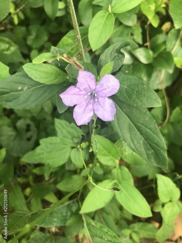 A delicate tiny purple flower 