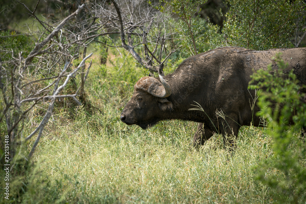 Afrikanischer Büffel, Südafrika, Afrika
