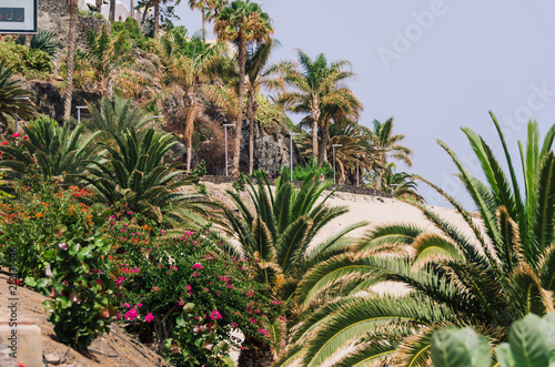 seafront with palms Morro Jable. Fuerteventura