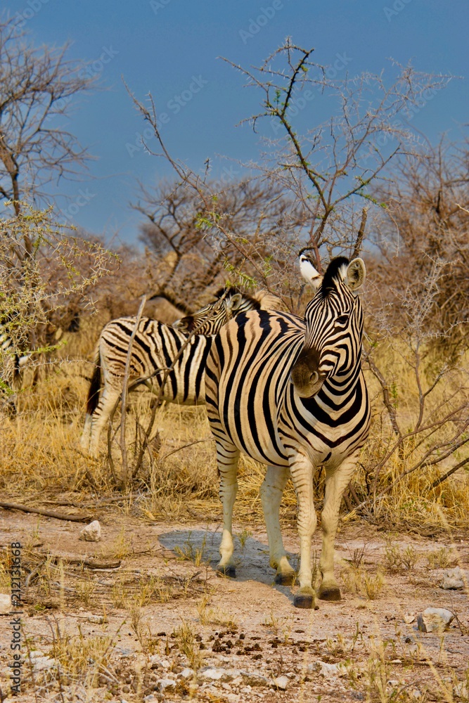 Obraz premium Zèbres