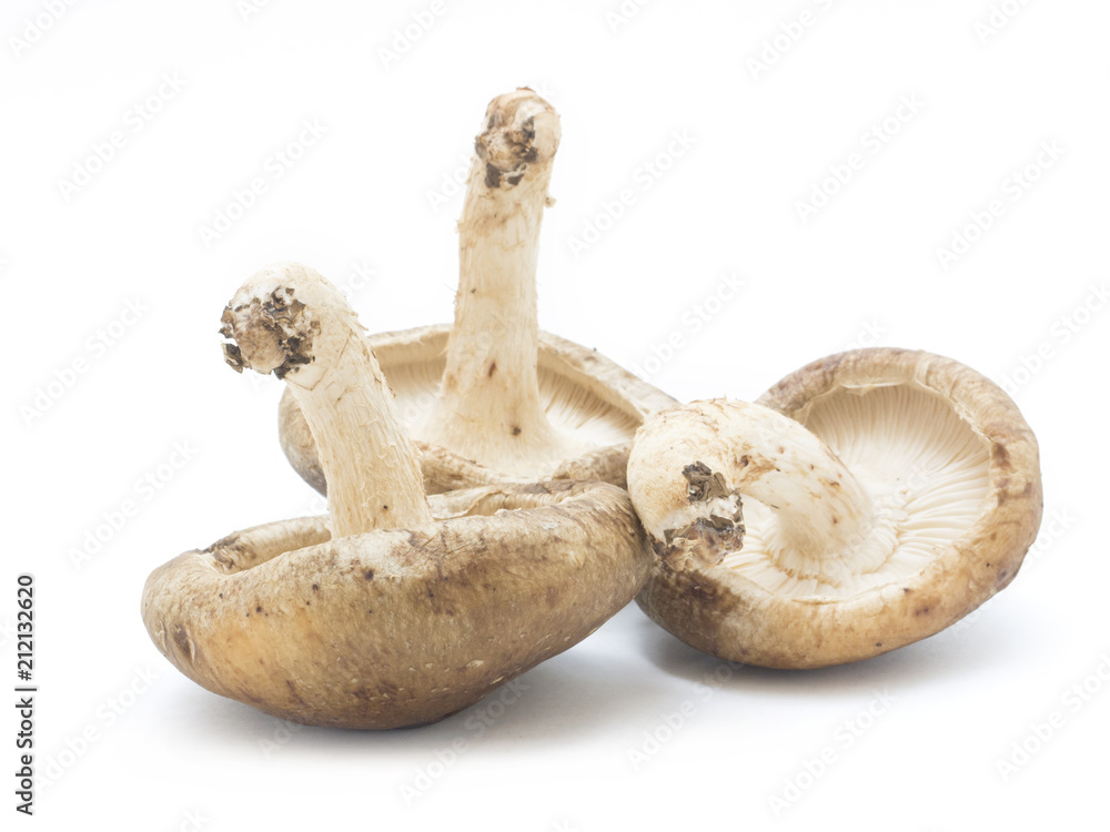 Fototapeta premium 椎茸