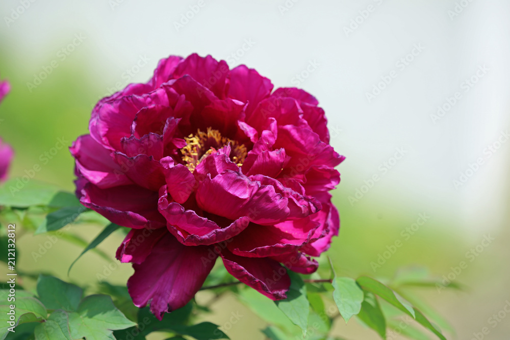 牡丹の花 牡丹の花