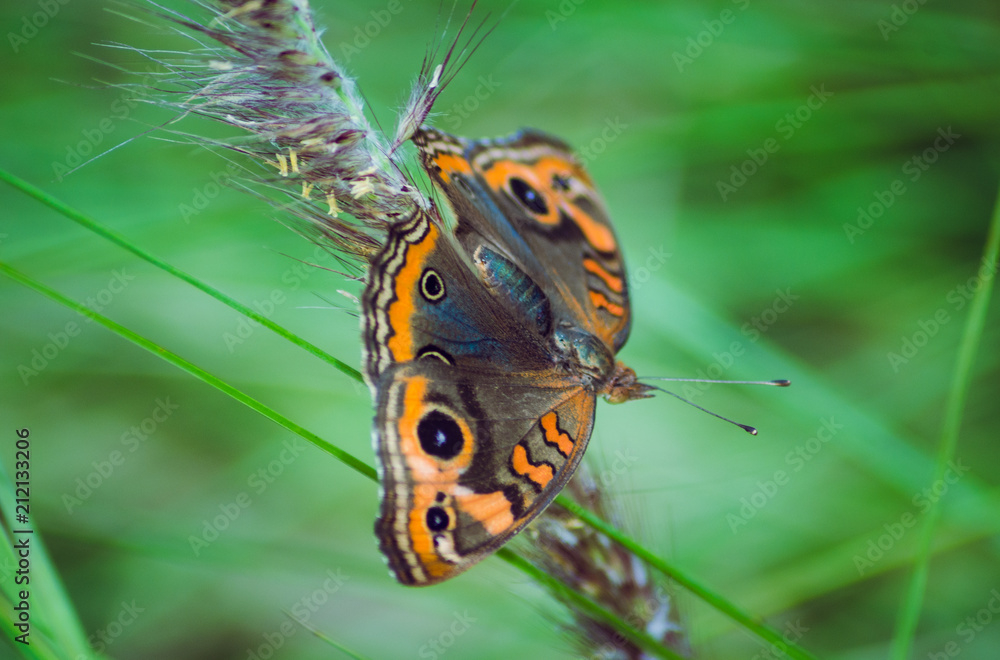 Obraz premium Big Colorful Butterfly