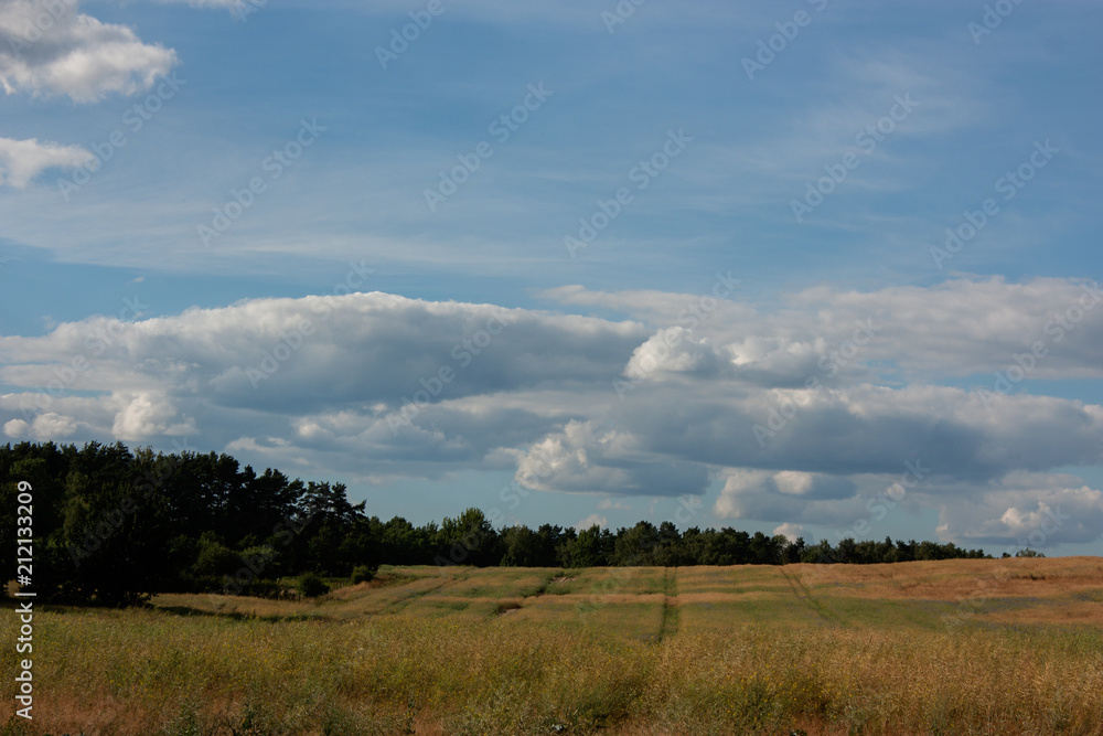 Summer landscape with a field in blooming grass, forest and a big blue sky in the clouds. Summer landscape with a field in blooming grass, forest and a big blue sky in the clouds.