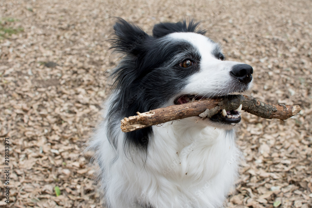 CUTE BORDER COLLIE DOG HOLDING A STICK IN ITS MOUTH IN THE FOREST.