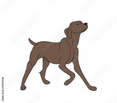 dog asking for food  vector