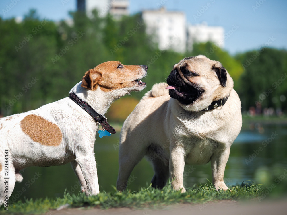 Funny dogs meet on a walk. Different breeds and characters of dogs Funny dogs meet on a walk. Different breeds and characters of dogs