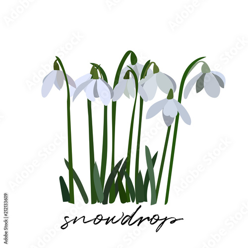 snowdrop vector illustration.  spring flowers. first signs of spring. spring symbol.