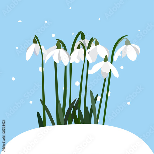snowdrop vector illustration. spring flowers. first signs of spring. spring symbol.