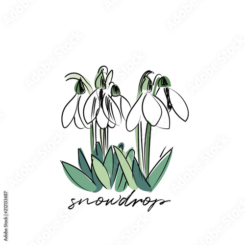 snowdrop vector illustration.  spring flowers. first signs of spring. spring symbol.