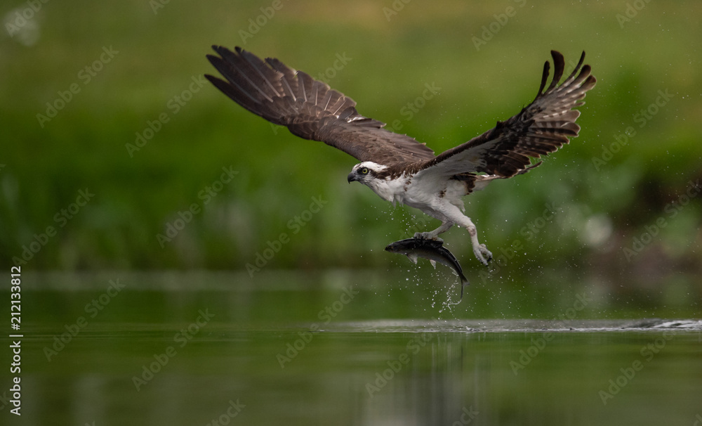 Obraz premium Osprey 