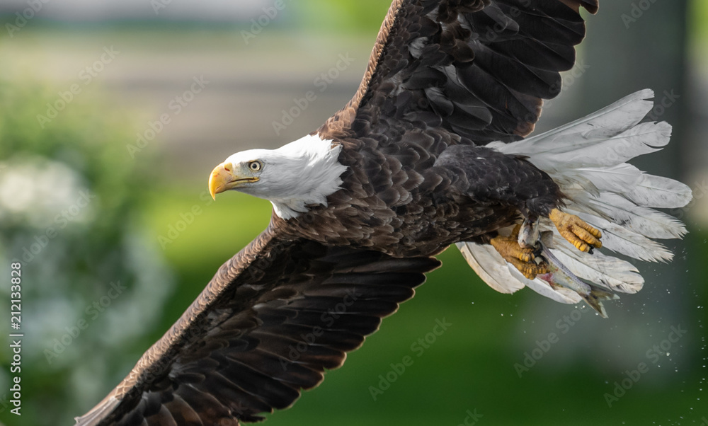 Fototapeta premium Bald Eagle 