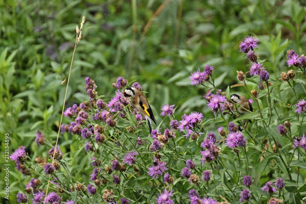 Zwei Stieglitze (Carduelis carduelis) fressen Samen der Wiesen-Flockenblume (Centaurea jacea)
Zwei Stieglitze (Carduelis carduelis) fressen Samen der Wiesen-Flockenblume (Centaurea jacea)